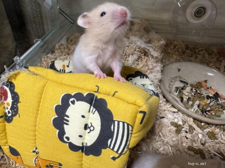 小動物の里親募集】茨城県・ハムスター・ゴールデンハムスターの