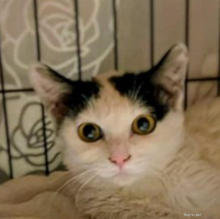 猫の里親募集】大阪府・雑種・スノーちゃんセンター分けの前髪が