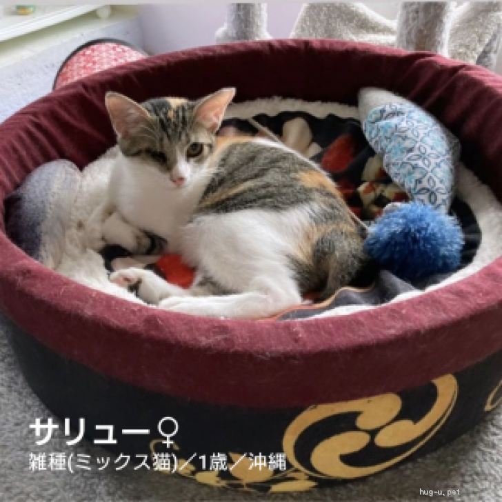 猫の里親募集】大阪府・雑種・短いしっぽと丸い体型のおっとりさん！（ID:2302-00130）｜ハグー -みんなのペット里親情報