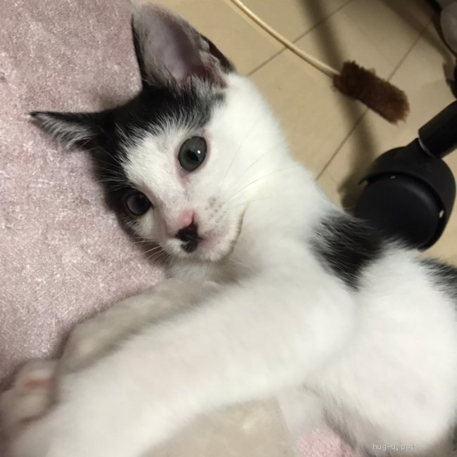 カギしっぽ 猫の里親募集】千葉県・雑種・白黒ぶちカギしっぽの男の子（ID:2206