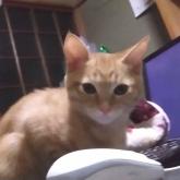 雑種
