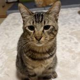 雑種