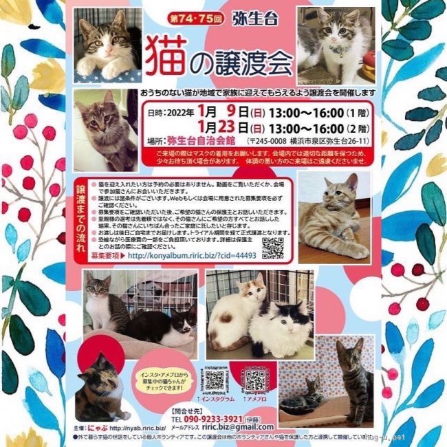 猫の里親募集】神奈川県・雑種・熊野ぷぅ太です。（ID:2105-00423