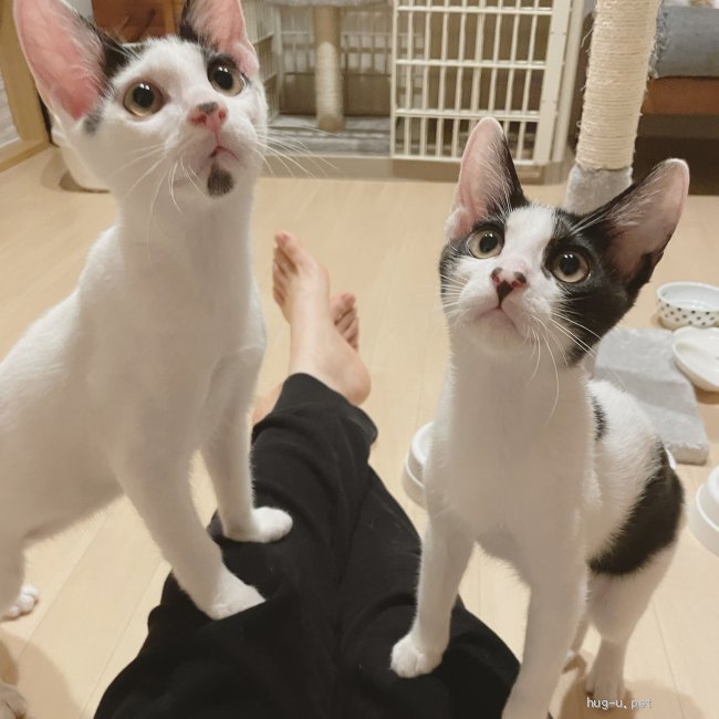 猫の里親募集】岐阜県・雑種・とっても可愛いのに里親さんが見つかり