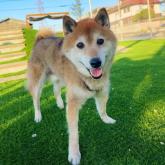 柴犬