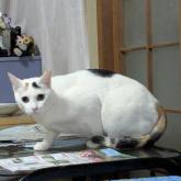 雑種