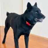 甲斐犬