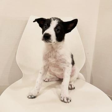 犬 × 千葉県 × 雑種の里親募集一覧｜ハグー -みんなのペット里親情報