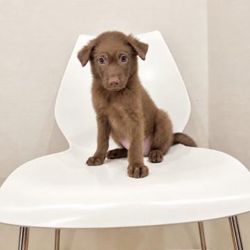 犬の里親募集】東京都・ミックス(ヨーキー×マルチーズ×トイプードル