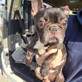 フレンチブルドッグ