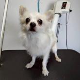 チワワ(ロング)