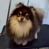ポメラニアン