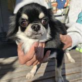 チワワ(ロング)