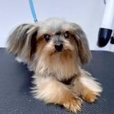 ヨークシャーテリア