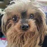 ヨークシャーテリア