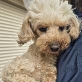 トイプードル