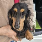 ミニチュアダックスフンド(ロング)