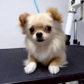 チワワ(ロング)