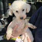 トイプードル