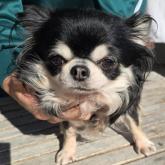 チワワ(ロング)