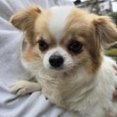 チワワ(ロング)