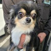 チワワ(ロング)