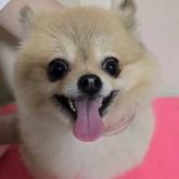 ポメラニアン