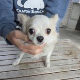 チワワ(ロング)