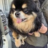 チワワ(ロング)