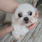マルチーズ