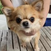 チワワ(ロング)