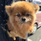 ポメラニアン