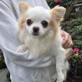 チワワ(ロング)