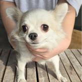 チワワ(ロング)