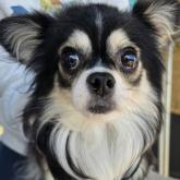 チワワ(ロング)