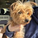 ヨークシャーテリア