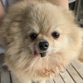 ポメラニアン