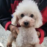 トイプードル