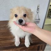 ポメラニアン