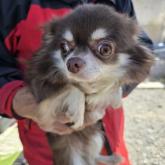 チワワ(ロング)