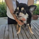チワワ(ロング)