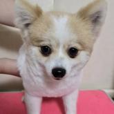 ポメラニアン