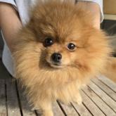 チワワ(ロング)