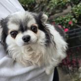 チワワ(ロング)