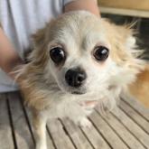 チワワ(ロング)