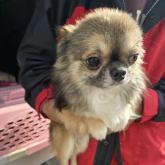 チワワ(ロング)