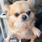 チワワ(ロング)