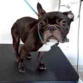 フレンチブルドッグ