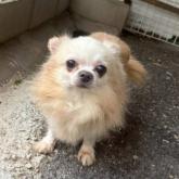 チワワ(ロング)