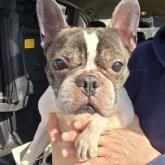フレンチブルドッグ